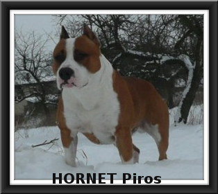 HORNET PIROS