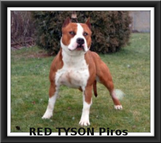RED TYSON Piros